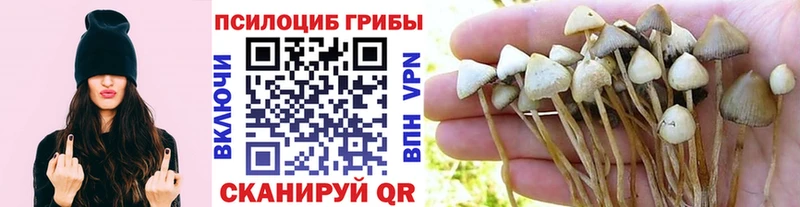 Купить где  Горно-Алтайск  Псилоцибиновые грибы ЛСД 